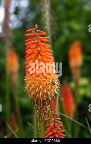 Kniphofia Fiery Fred AGM Red Hot Poker Flowers August Sommer UK Stockfoto