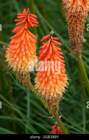 Kniphofia Fiery Fred AGM Red Hot Poker Flowers August Sommer UK Stockfoto