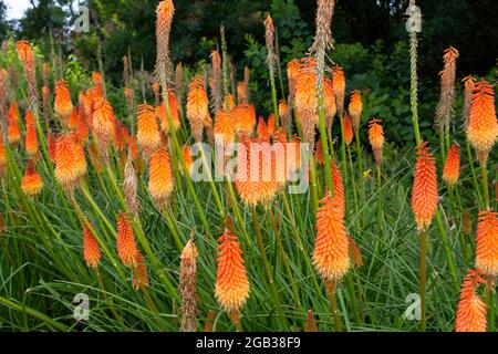 Kniphofia Fiery Fred AGM Red Hot Poker Flowers August Sommer UK Stockfoto