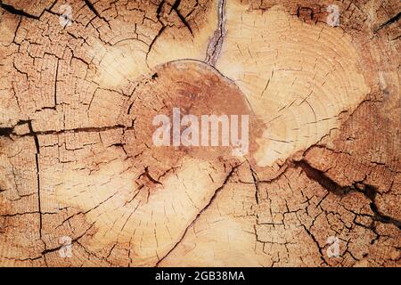 Natürliche Holzstruktur. Alter Vintage-Schnitt eines Nadelbaums. Stockfoto