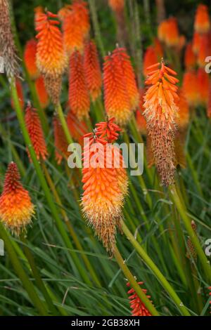 Kniphofia Fiery Fred AGM Red Hot Poker Flowers August Sommer UK Stockfoto