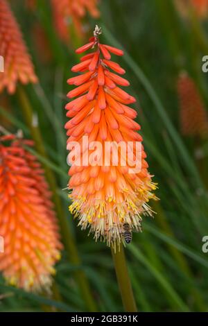 Kniphofia Fiery Fred AGM Red Hot Poker Flowers August Sommer UK Stockfoto