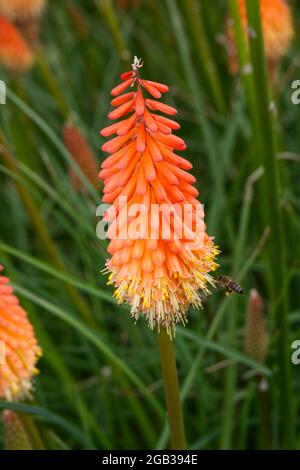 Kniphofia Fiery Fred AGM Red Hot Poker Flowers August Sommer UK Stockfoto