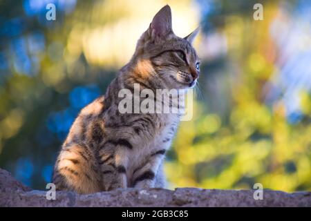 Cut Katze mit vollem bunten Hintergrund Stockfoto