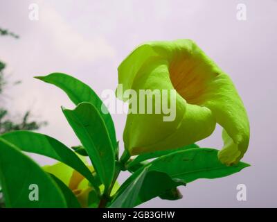 Oleanderblüte gelbe Farbe mit Blättern auf Himmel Hintergrund präsentiert. Stockfoto