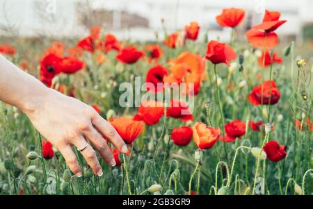 Frau berührt wilden Mohn auf dem Feld bei Sonnenuntergang. Stockfoto