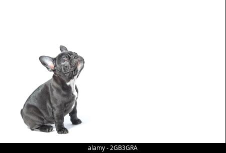französischer Bulldogge-Welpe auf weißem Hintergrund Stockfoto