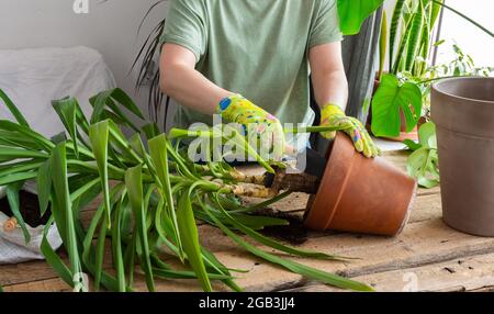 Eine Frau pflanzte eine hausgemachte Yucca-Blume in einen großen Tontopf, einen Holztisch mit Blumen in der Nähe des Fensters Stockfoto
