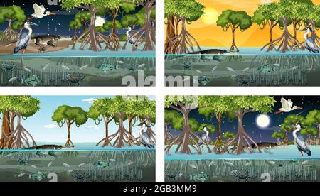 Verschiedene Mangrovenwaldlandschaftsszenen mit Tieren und Pflanzen Illustration Stock Vektor