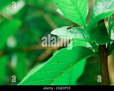 Schwarze Ameise klettert auf grünes Blatt, Insekten Tierwelt natürlichen Hintergrund. Stockfoto