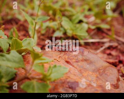 Heuschreckeninsekt präsentiert auf Steinoberfläche um natürliche grüne Blätter Feld. Stockfoto