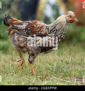 schwedisches Blumenhuhn Stockfoto