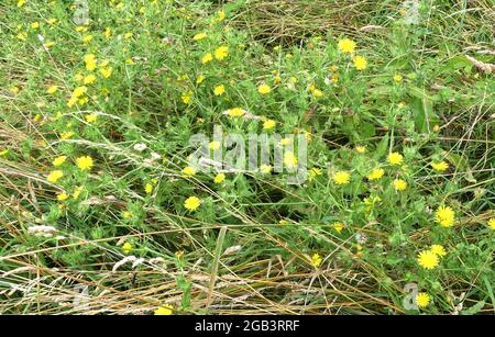 Helminthotheca echioides borstig Oxzunge. Foto: Tony Gale Stockfoto