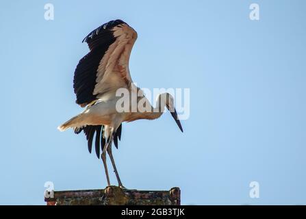 Ein weißer Storch, der auf einem Dach eines Hauses steht Stockfoto