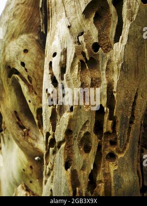 Termite gepunktete Holzstruktur auf Rahmen mit Text Raum kommerziellen natürlichen Hintergrund präsentiert. Stockfoto
