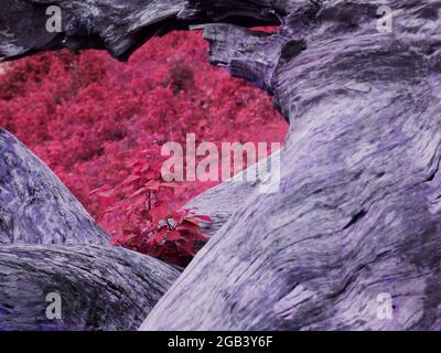 Herz Form Holzstamm präsentiert rosa Gras in der Mitte, liebevolle Natur Konzept Bild. Stockfoto