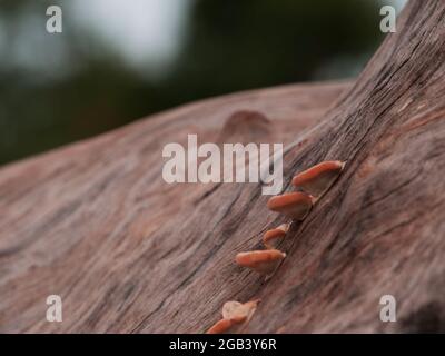 Termitennest präsentiert auf Baumholz Stamm hinter natürlichen Umwelt Hintergrund. Stockfoto