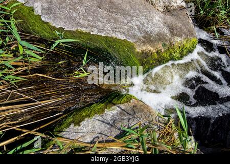 Naturlandschaft Gebirgsfluss fließender Bach zwischen Felsbrocken überwuchert mit Algen und Schilf an einem sonnigen Sommertag, eine Nahaufnahme der Wasserstraße oben vi Stockfoto