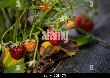 Frische Erdbeeren im Garten Stockfoto