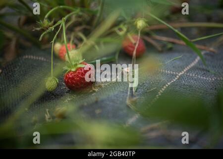 Frische Erdbeeren im Garten Stockfoto