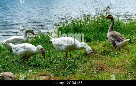 Eine Gruppe von vier Gänsen, die auf der Suche nach Nahrung im Gras am Seeufer sind Stockfoto