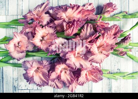 Gladiolus Puderfarbe aschrosa auf einem grauen texturierten Holzhintergrund. Natürliches Foto. Stockfoto