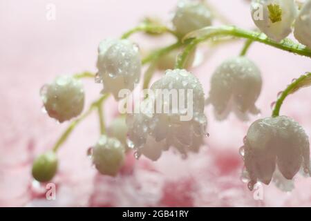 Maiglöckchen aus der Nähe auf rosa Hintergrund. Frühlingsweiße Blüten mit Wassertropfen Stockfoto