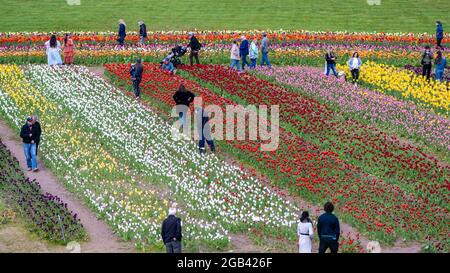 Touristen sehen ein Tulpenfeld in den Windmill Island Gardens in Holland, Michigan. Stockfoto