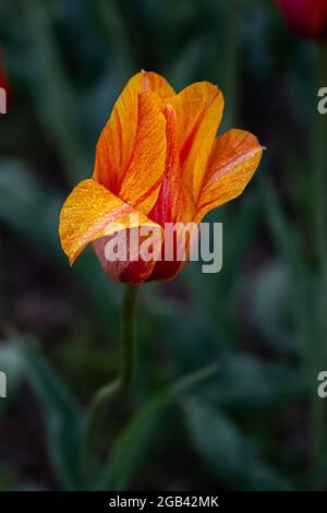 Nahaufnahme einer Tulpe in Windmill Island Gardens, Holland, Michigan. Stockfoto