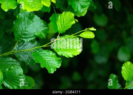 Nasse grüne Haselnussblätter und dunkler Hintergrund, Blick auf den Sommer Stockfoto