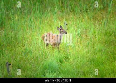 Junge Hirsche im grünen Gras, Blick auf den Sommer Stockfoto