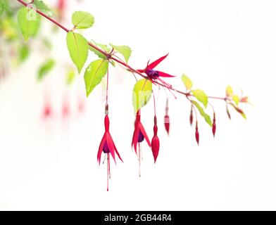 Fuchsia magellanica Blumendetail auf weiß mit enger Schärfentiefe. Stockfoto