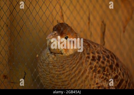 Wilder Rebhuhn-Chukar-Brauner Vogel im Käfig, Wildtiere aus nächster Nähe Stockfoto