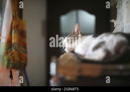 Katze schläft auf dem Stahlgestell Stockfoto