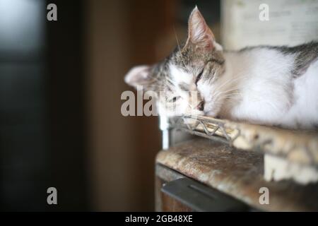 Katze schläft auf dem Stahlgestell Stockfoto