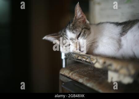 Katze schläft auf dem Stahlgestell Stockfoto