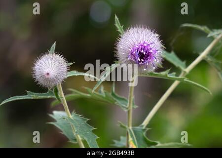 Echinops bannaticus Blue Globe Thistle Stockfoto