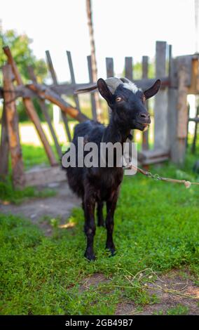 Eine schwarze Ziege hinter einem Holzzaun im Dorf posiert für die Kamera. Zucht von Haustieren und Rindern. Stockfoto