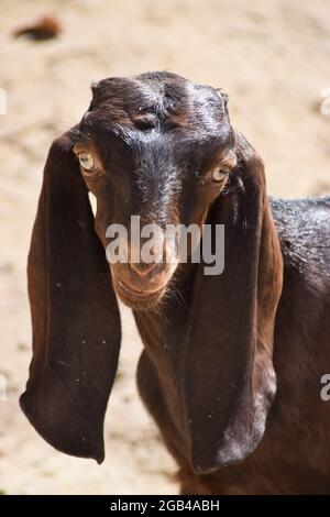 Junge Ziege auf dem Bauernhof Tier Stockfoto