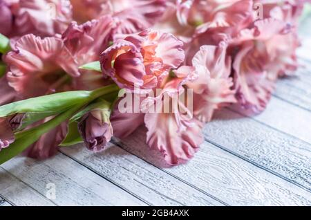 Gladiolus Puderfarbe aschrosa auf einem grauen texturierten Holzhintergrund. Natürliches Foto. Stockfoto