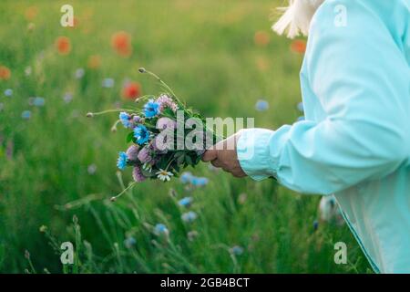Sammlung von Heilkräutern Stockfoto