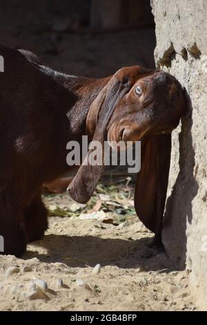 Junge Ziege auf Bauernhof Tier Haustier Stockfoto