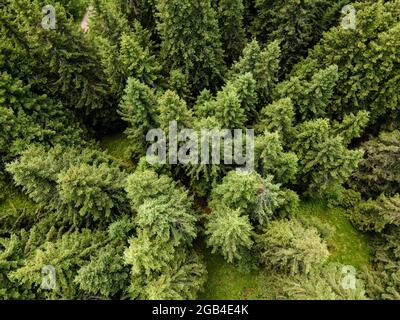 Luftaufnahme des Konyarnika-Gebietes am Vitosha-Berg, Region Sofia City, Bulgarien Stockfoto