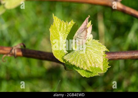 Eine Weinrebe im Frühling an einem sonnigen Tag im Garten. Schöner natürlicher Hintergrund. Nahaufnahme der Knospe Stockfoto