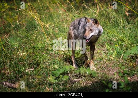 Ausgewachsenes Exemplar eines italienischen Apennin-Wolfes, der alleine im Wald unterwegs ist. Stockfoto