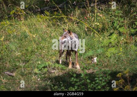 Ausgewachsenes Exemplar eines italienischen Apennin-Wolfes, der alleine im Wald unterwegs ist. Stockfoto