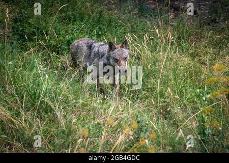 Ausgewachsenes Exemplar eines italienischen Apennin-Wolfes, der alleine im Wald unterwegs ist. Stockfoto