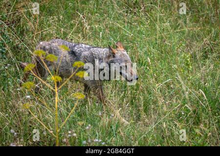 Ausgewachsenes Exemplar eines italienischen Apennin-Wolfes, der alleine im Wald unterwegs ist. Stockfoto