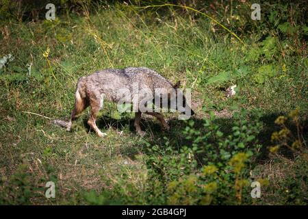 Erwachsenes Beispiel eines italienischen Apennin-Wolfes, verletzt im rechten Bein. Stockfoto