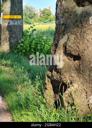 Baum mit Rinde in Form eines menschlichen Gesichts Nahaufnahme Stockfoto